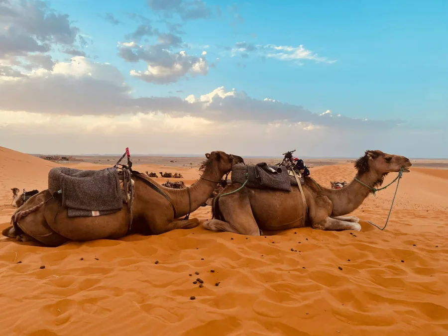 Desert adventure photo 8