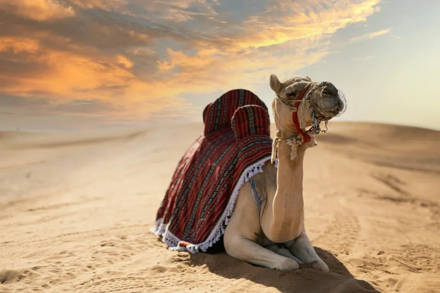 Desert adventure photo 13