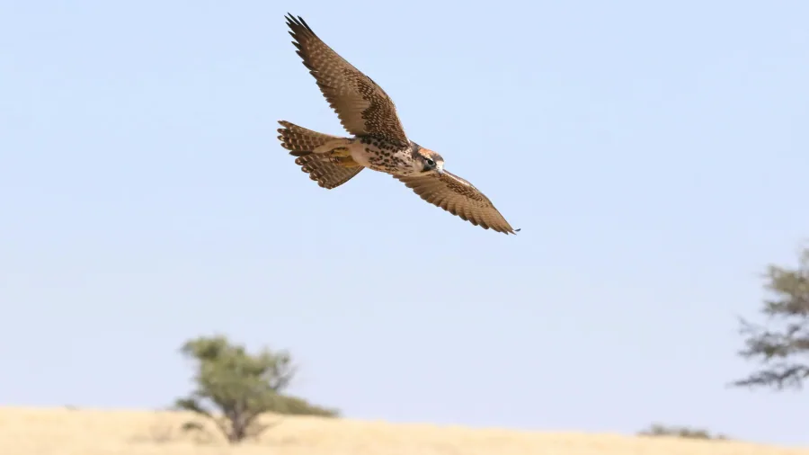 Desert adventure photo 4